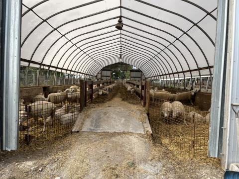 Barn at Asphodel Sheep Company